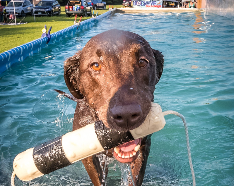 Home Page [splashpooldogs.com]
